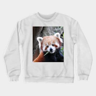 Red Panda Crewneck Sweatshirt